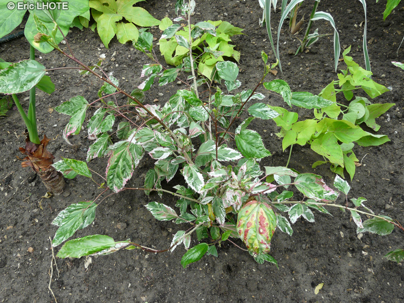 Malvaceae - Hibiscus cooperi - Hibiscus