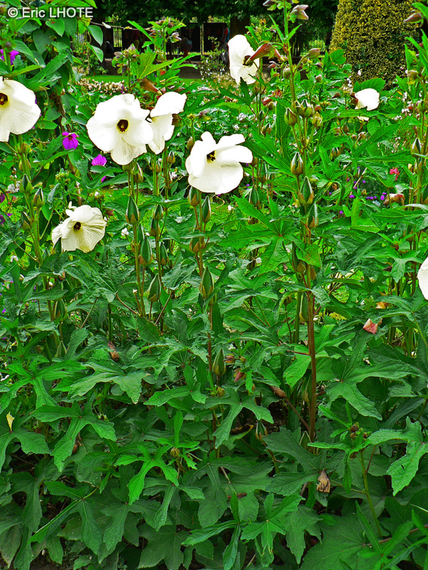  - Hibiscus machino - 