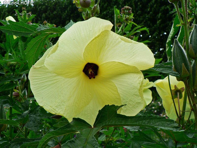 Malvaceae - Hibiscus machino - Hibiscus