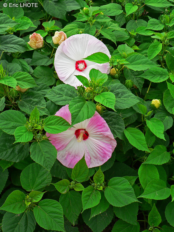 Malvaceae - Hibiscus moscheutos - Ketmie des marais