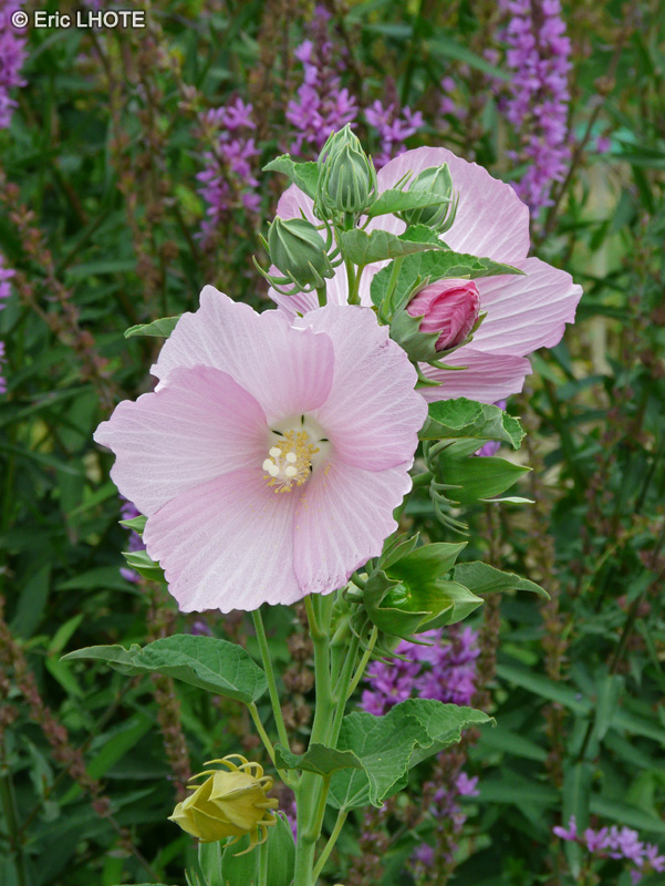  - Hibiscus moscheutos ssp. palustris - 