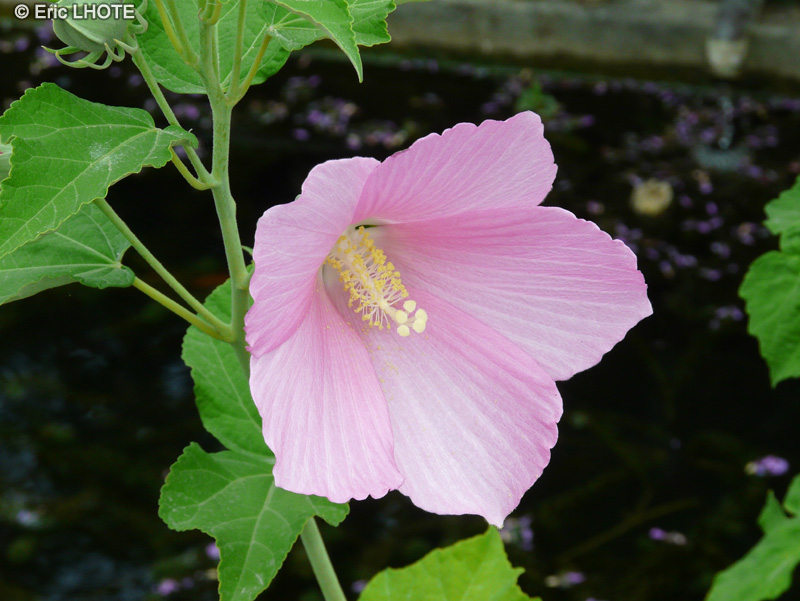 Malvaceae - Hibiscus moscheutos ssp. palustris - Ketmie des marais, Hibiscus des marais