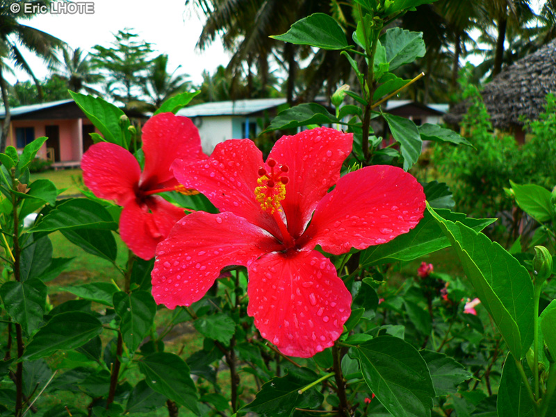  - Hibiscus rosa-sinensis - 