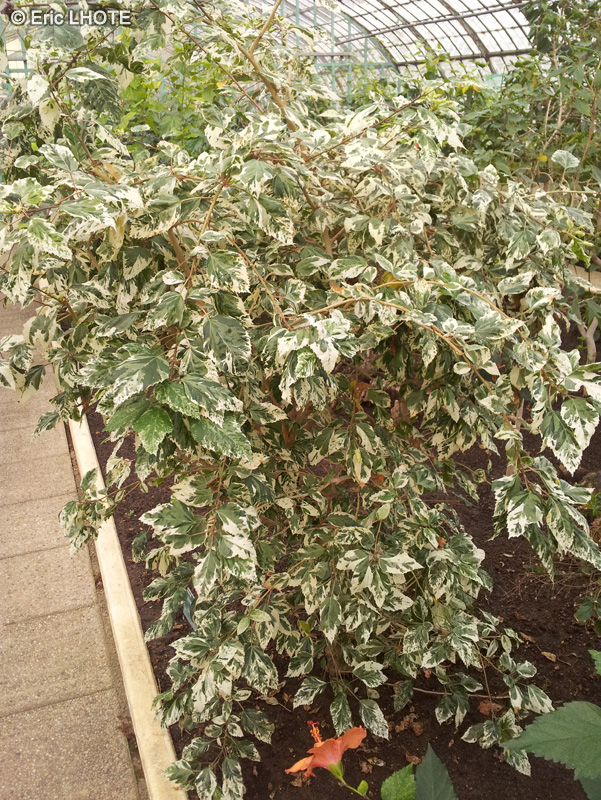  - Hibiscus rosa-sinensis Cooperi - 