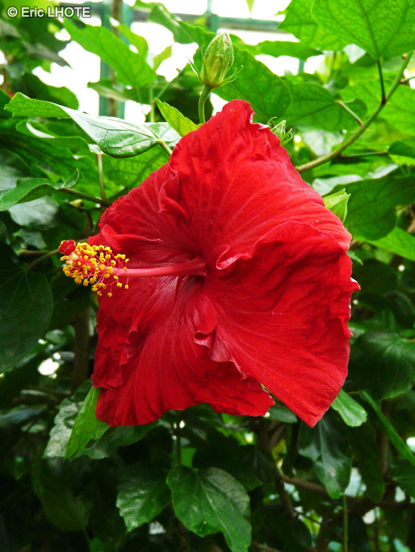 Malvaceae - Hibiscus rosa-sinensis - Hibiscus Chinois, Rose de Chine