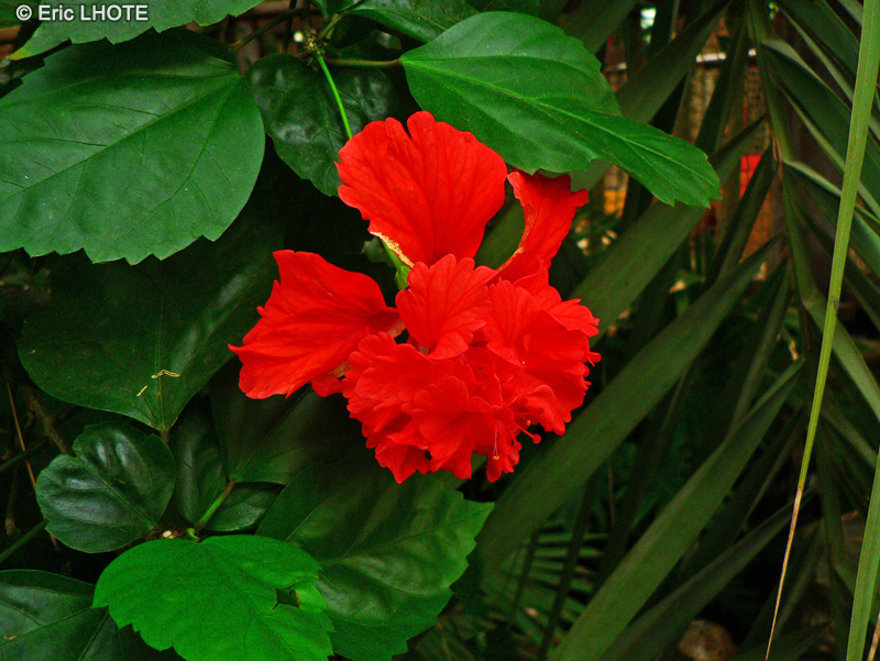  - Hibiscus rosa-sinensis double - 