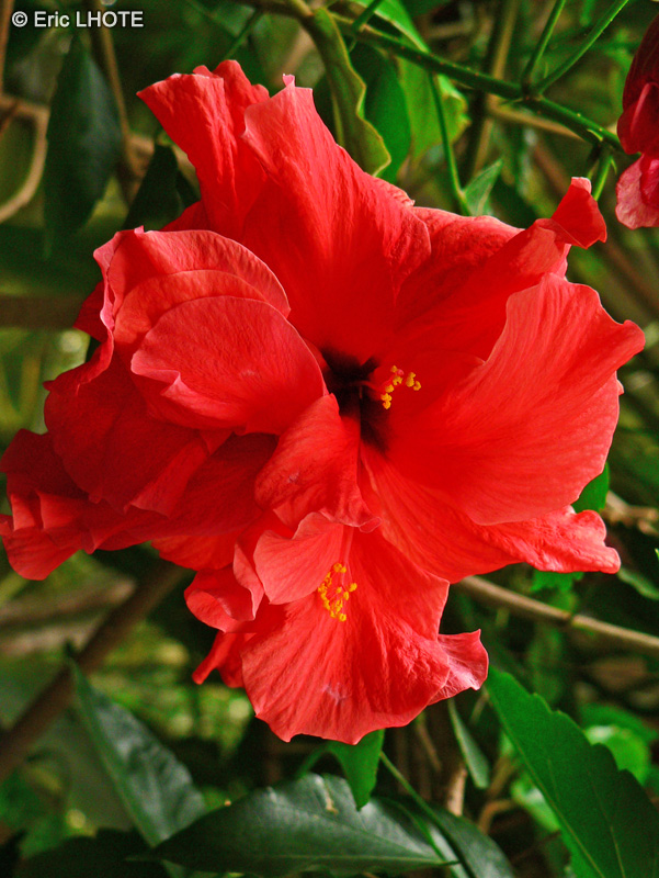 Malvaceae - Hibiscus rosa-sinensis double - Hibiscus Chinois, Rose de Chine
