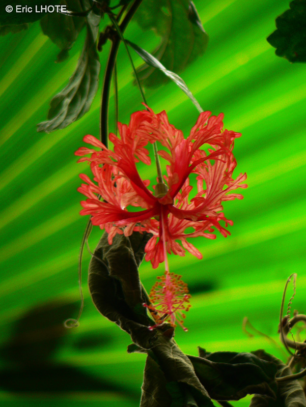  - Hibiscus schizopetalus - 