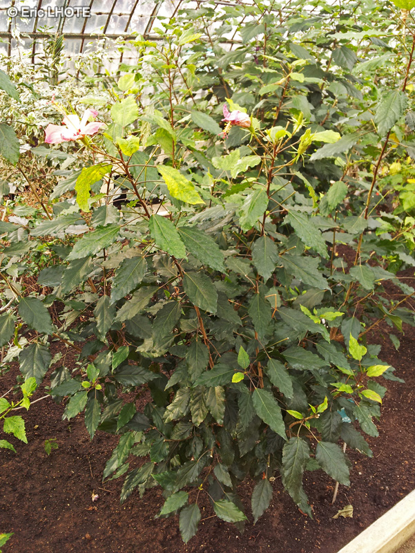 Malvaceae - Hibiscus storckii - Hibiscus