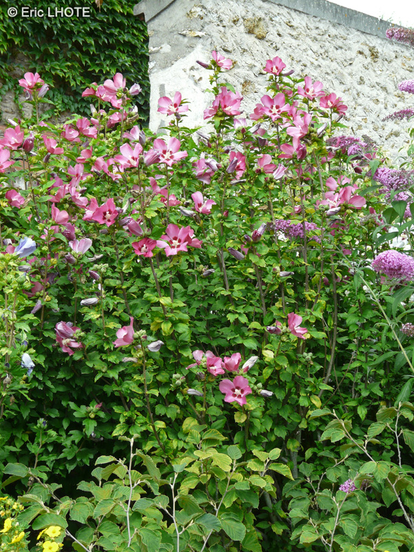  - Hibiscus syriacus - 
