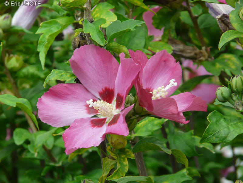  - Hibiscus syriacus - 
