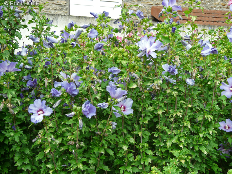 - Hibiscus syriacus - 