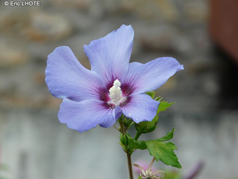  - Hibiscus syriacus - 