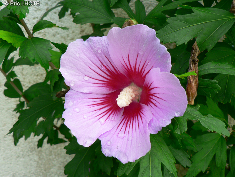 - Hibiscus syriacus - 