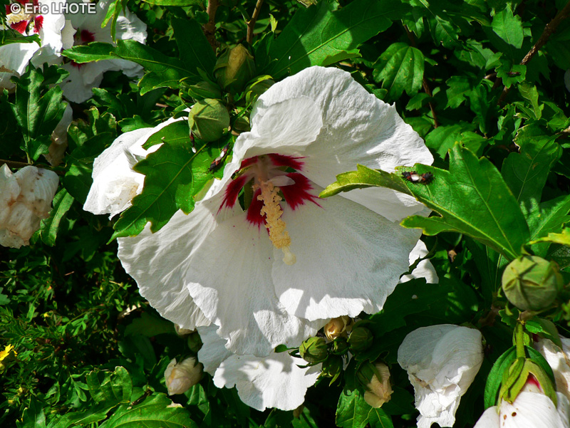 Malvaceae - Hibiscus syriacus - Althéa, Ketmie, Mauve en arbre