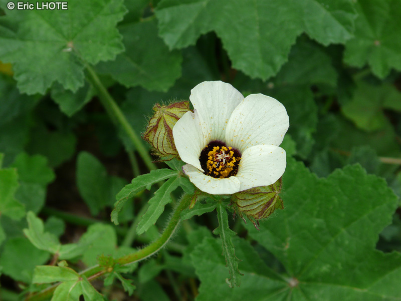  - Hibiscus trionum - 