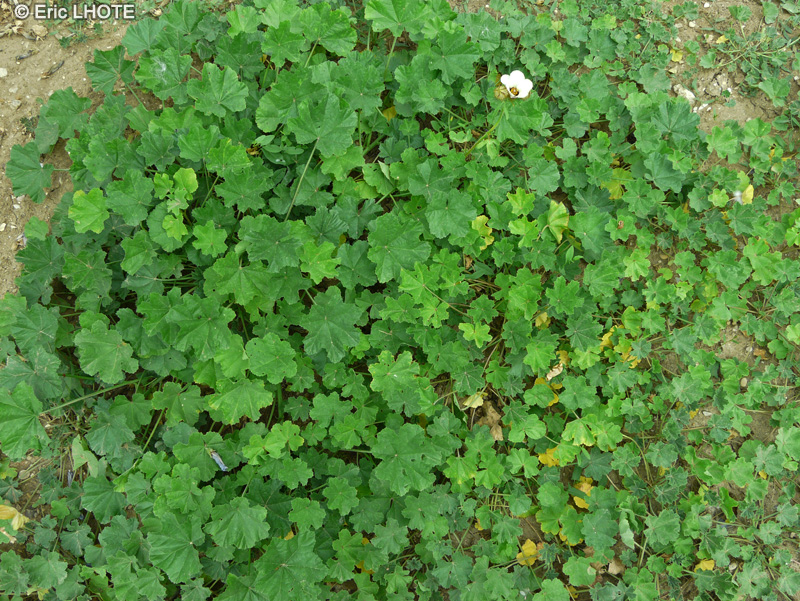 Malvaceae - Hibiscus trionum - Ketmie d’Afrique, Fleur d’une heure