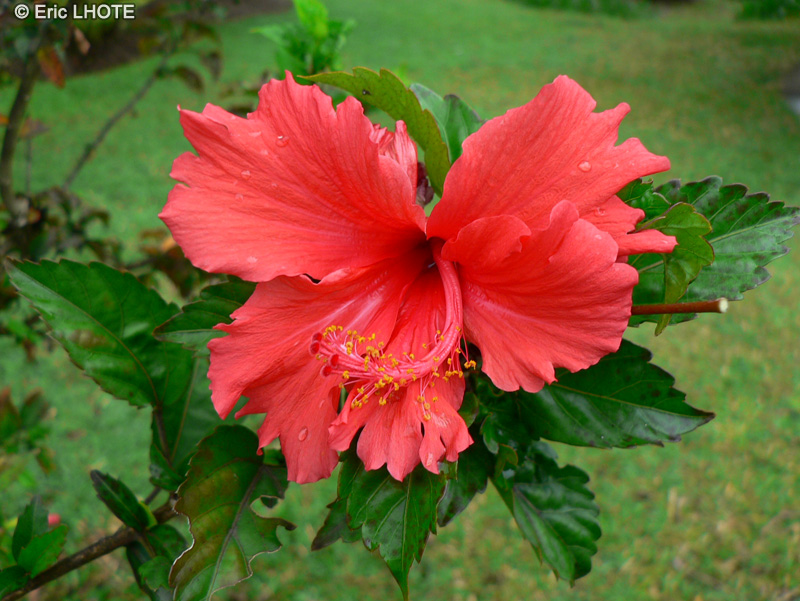  - Hibiscus x rosa-sinensis - 