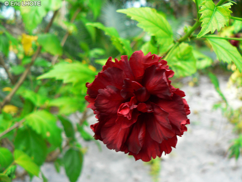  - Hibiscus x rosa-sinensis - 