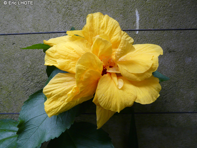  - Hibiscus x rosa-sinensis - 