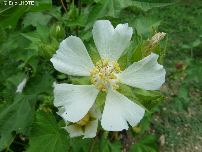  - Kitaibela vitifolia - 