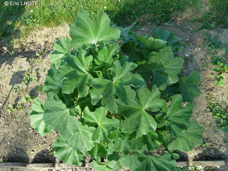  - Lavatera arborea - 