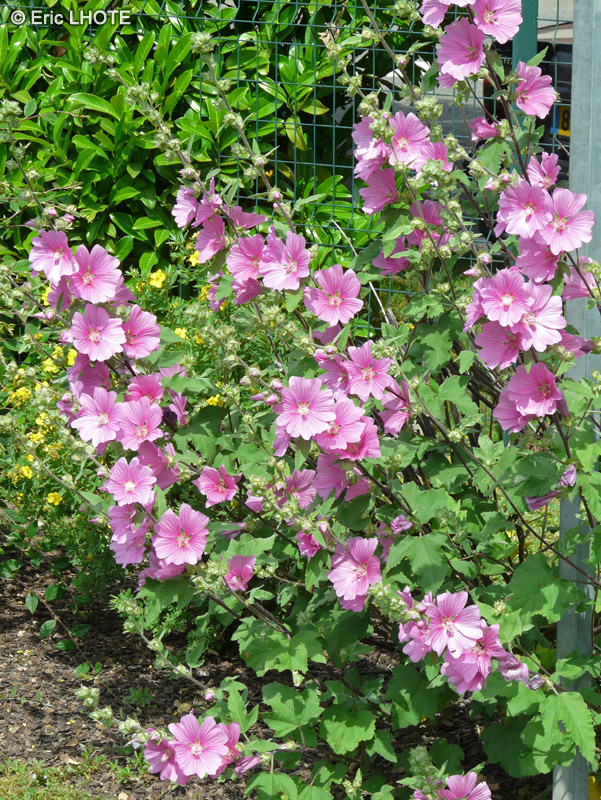  - Lavatera thuringiaca - 
