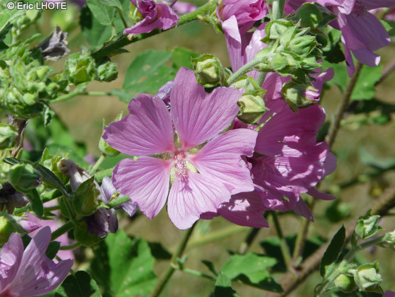 - Lavatera thuringiaca - 