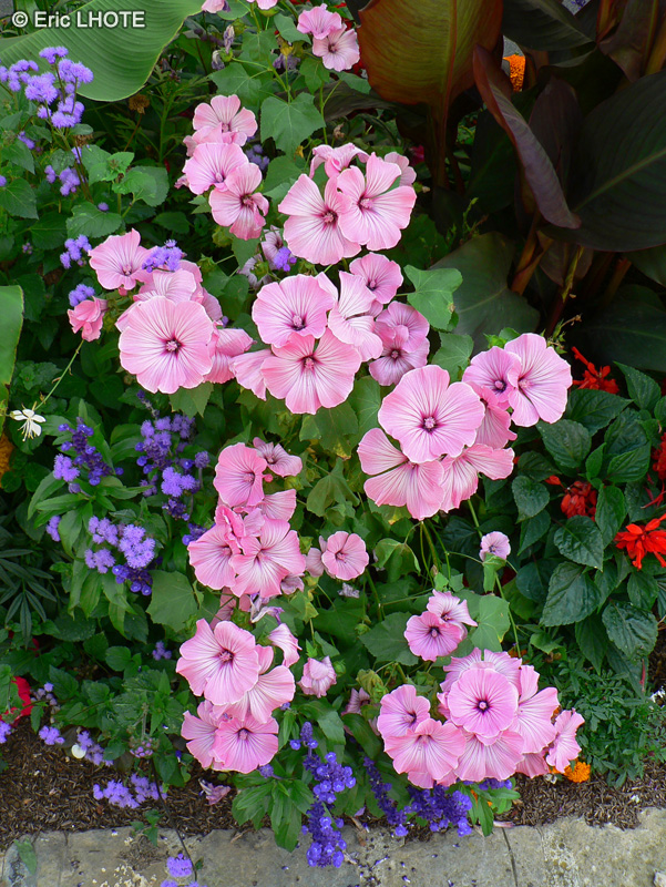 Malvaceae - Lavatera trimestris - Lavatère à grandes fleurs