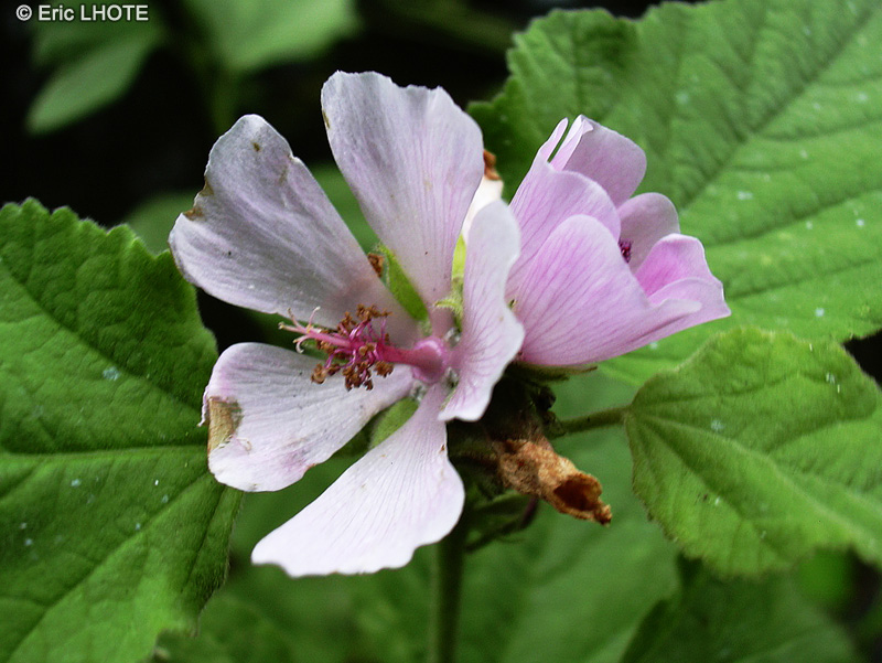  - Malva moschata - 