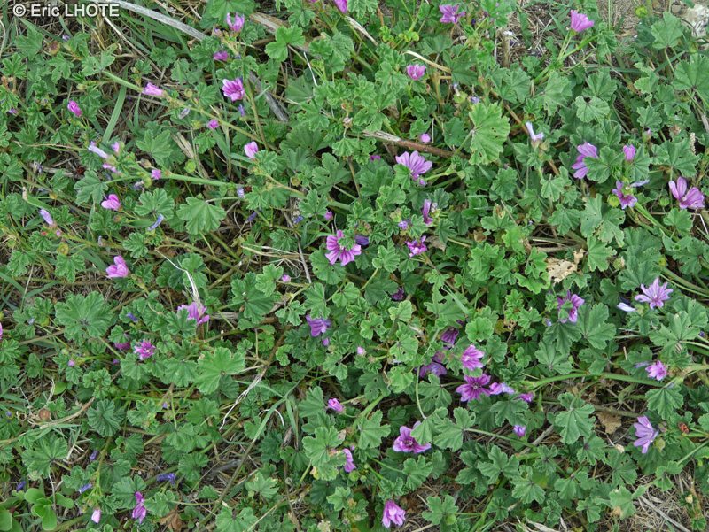  - Malva nicaeensis - 