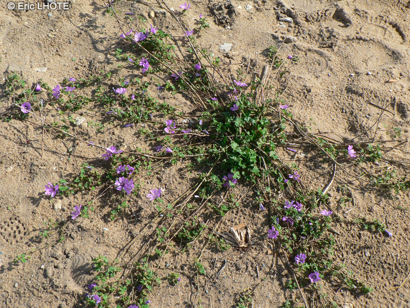 Malvaceae - Malva nicaeensis - Mauve de Nice