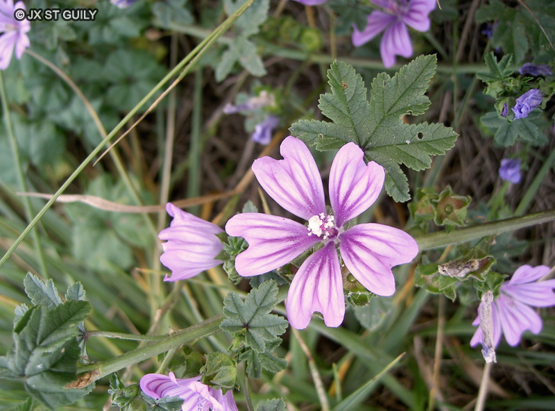  - Malva sylvestris - 