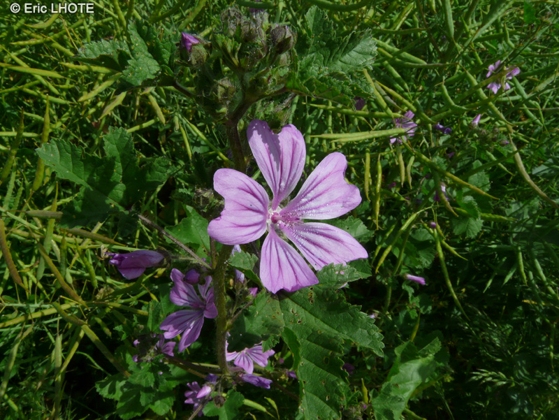  - Malva sylvestris - 