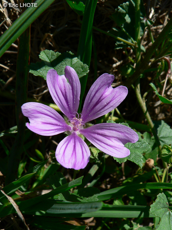  - Malva sylvestris - 