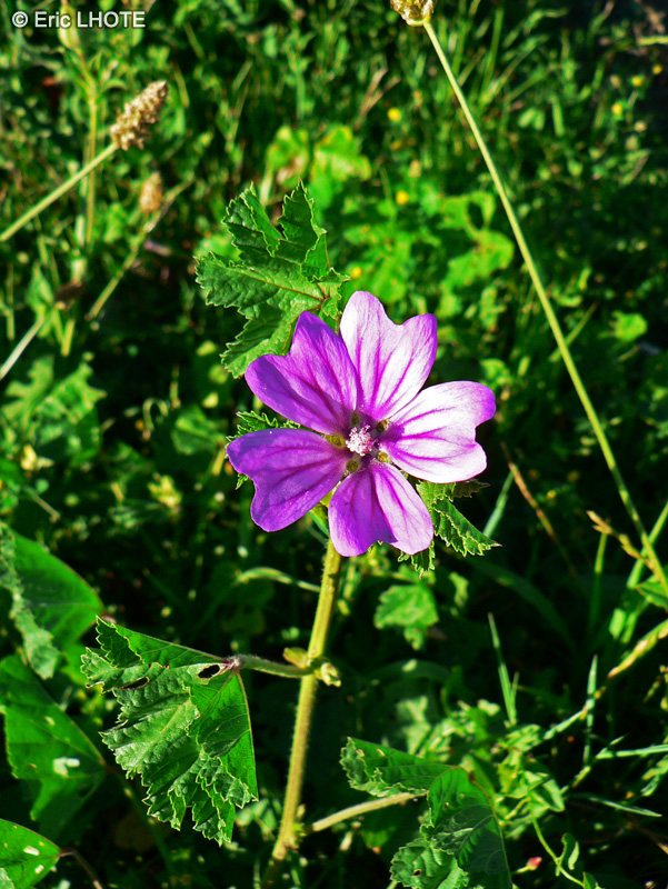 Malvaceae - Malva sylvestris - Mauve sylvestre, Grande Mauve, Mauve des bois, Mauve sauvage
