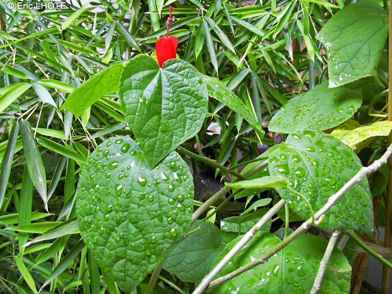  - Malvaviscus arboreus - 