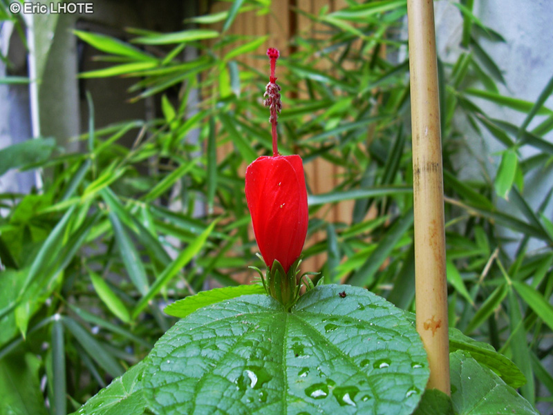  - Malvaviscus arboreus - 