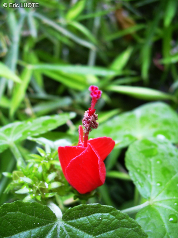 Malvaceae - Malvaviscus arboreus - Hibiscus piment, Hibiscus dormant