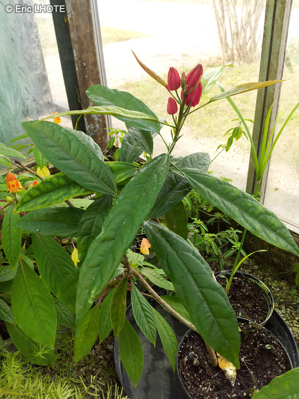 Malvaceae - Pavonia multiflora - Brazilian candles