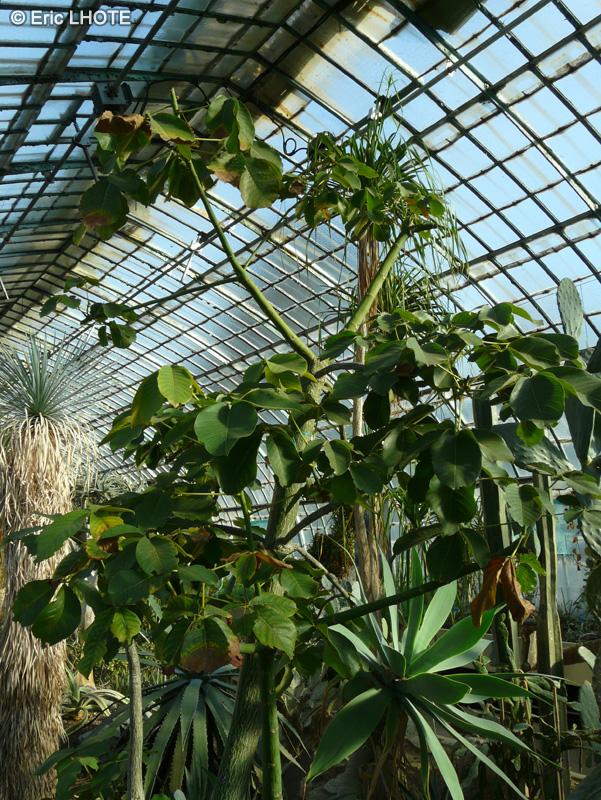  - Pseudobombax ellipticum, Bombax ellipticum - 