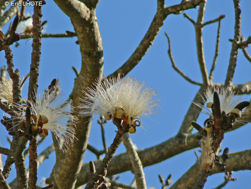  - Pseudobombax ellipticum, Bombax ellipticum - 