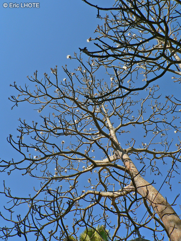  - Pseudobombax ellipticum, Bombax ellipticum - 