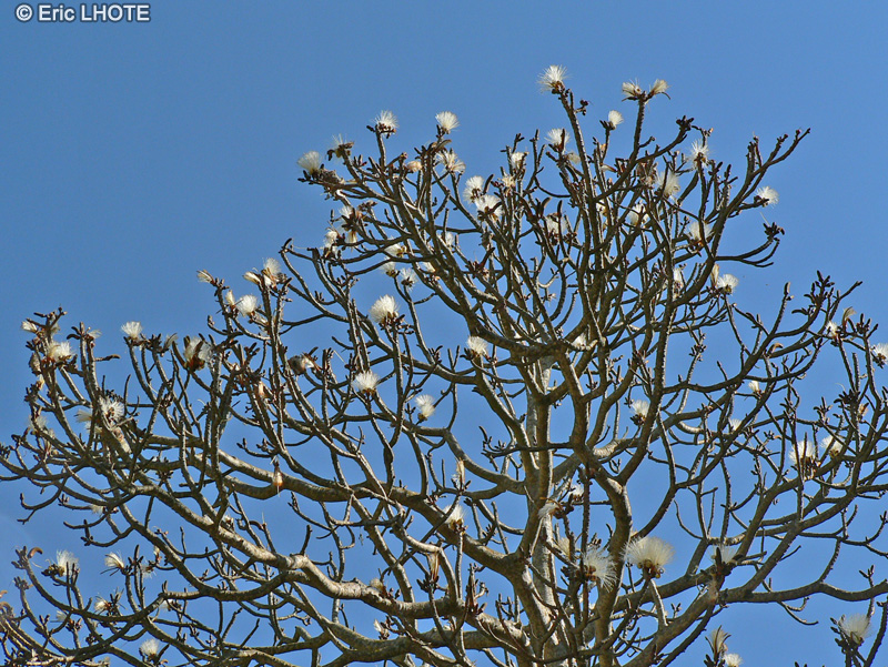  - Pseudobombax ellipticum, Bombax ellipticum - 