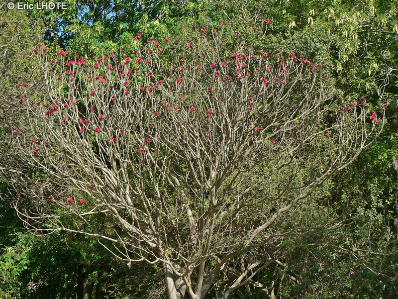  - Pseudobombax ellipticum, Bombax ellipticum - 