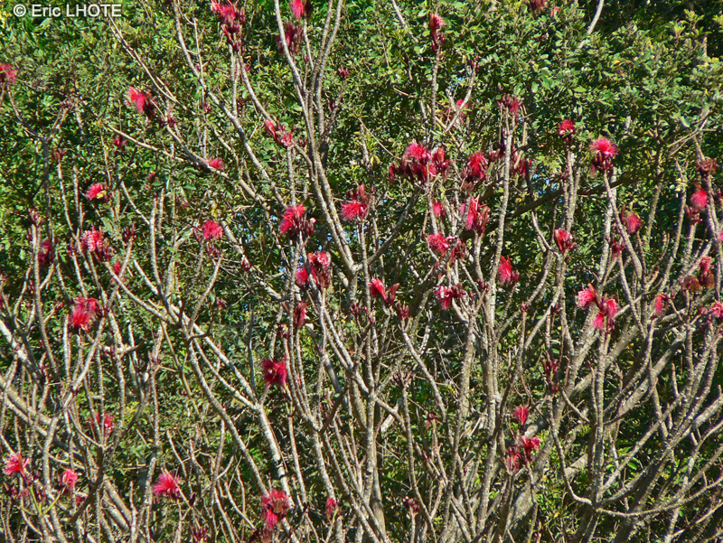  - Pseudobombax ellipticum, Bombax ellipticum - 