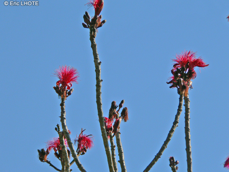 Malvaceae - Pseudobombax ellipticum, Bombax ellipticum - Arbre blaireau