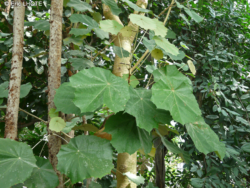 Malvaceae - Pterospermum acerifolium - Karnikara tree, Kanak champa