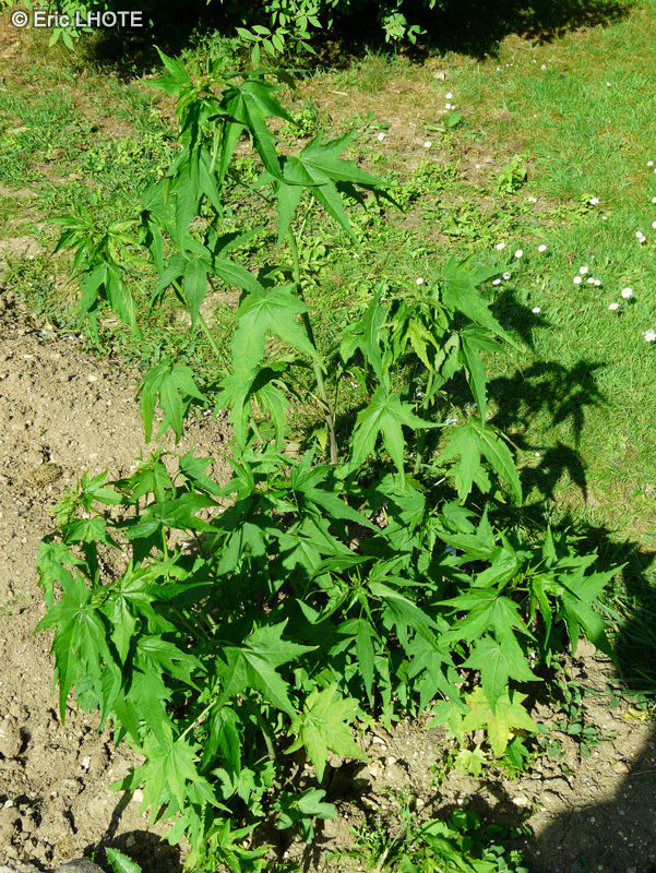  - Sida hermaphrodita - 