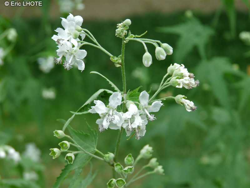  - Sida hermaphrodita - 